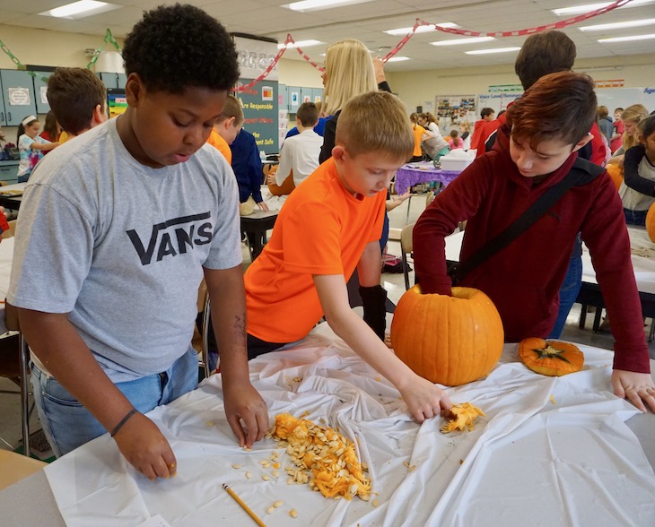 <p>How many seeds in this pumpkin? About 500-ish.</p>
